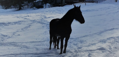 Veterinarska ambulanta za male živali na gorenjski